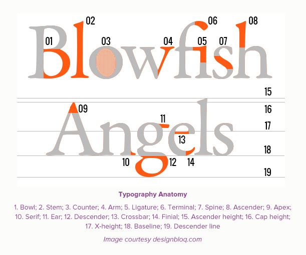 Sans Serif Font Anatomy - ANATOMY STRUCTURE