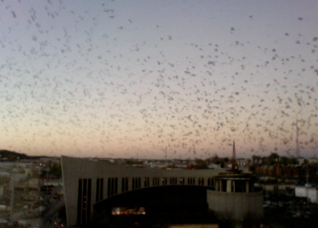 Thousands of birds, Country Music Hall of Fame